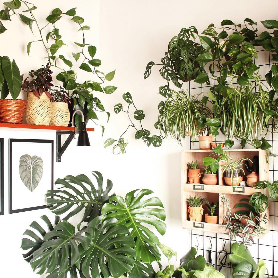 10 Interesting Monstera Facts you didn't know before.