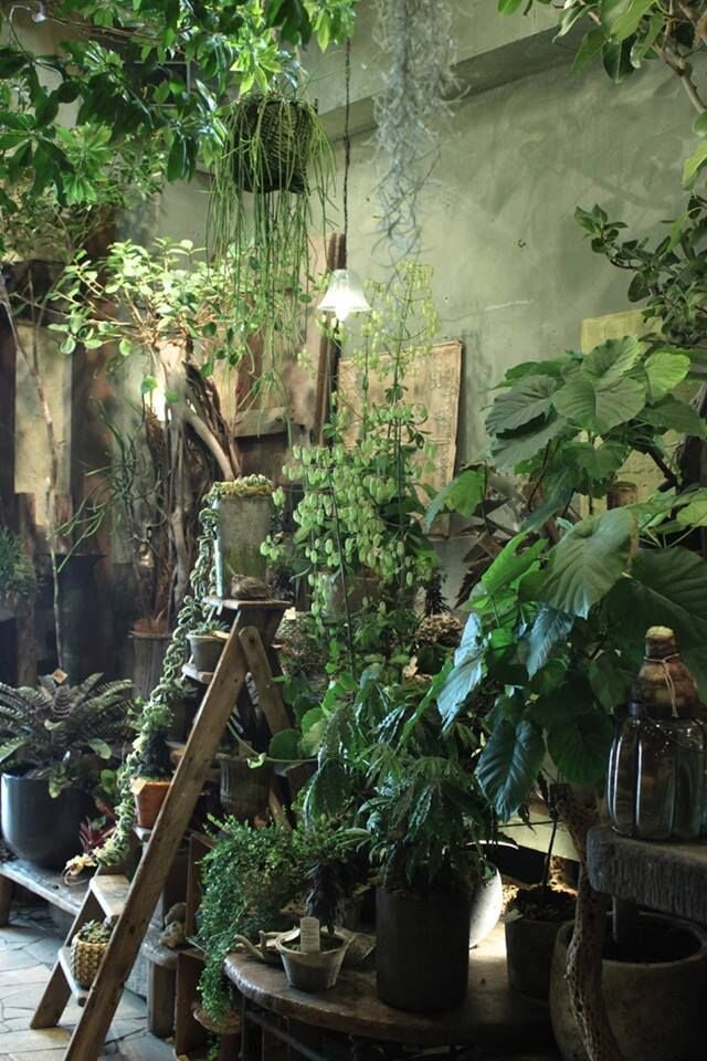 House Plants - 25 Indoor Plants for your Urban Jungle