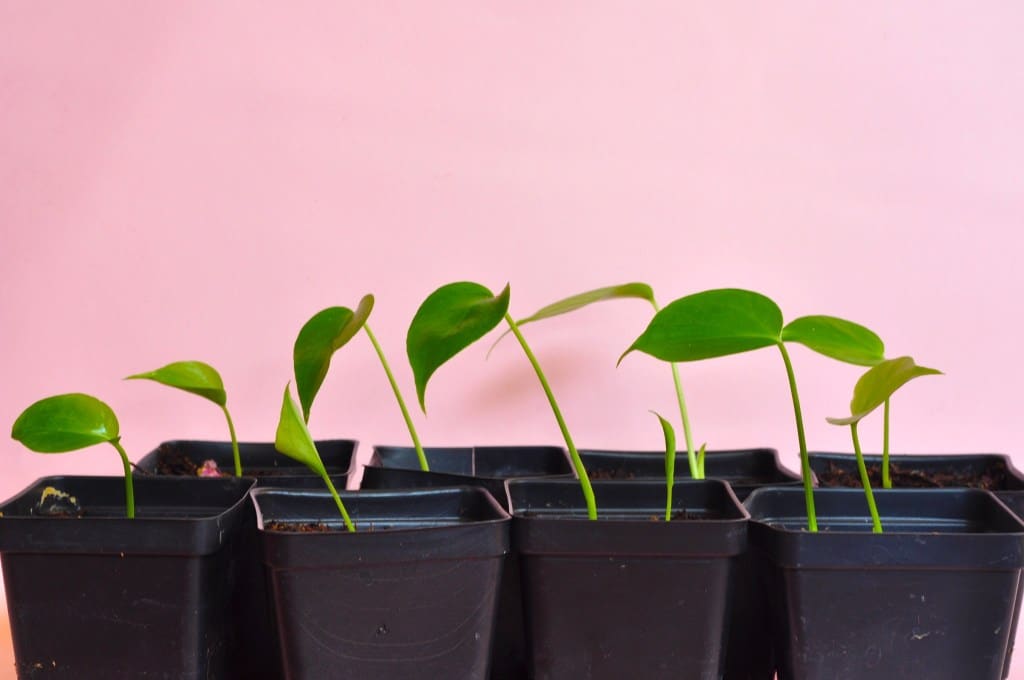 How to propagate a Monstera. It's easy!