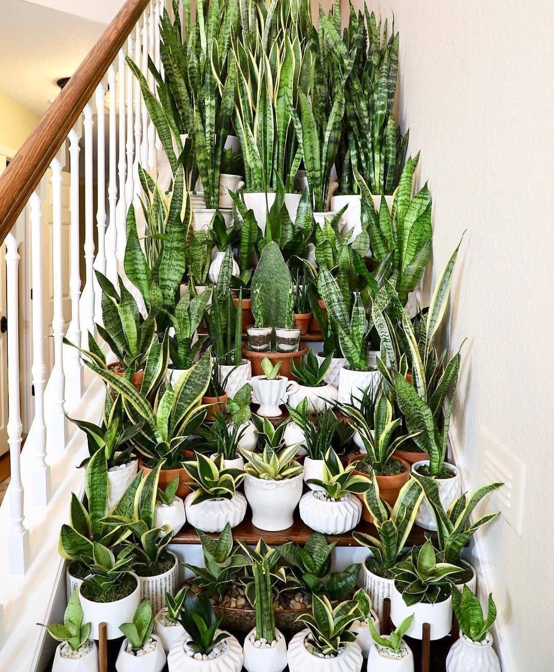 Sanseveria - The Ultimate Guide