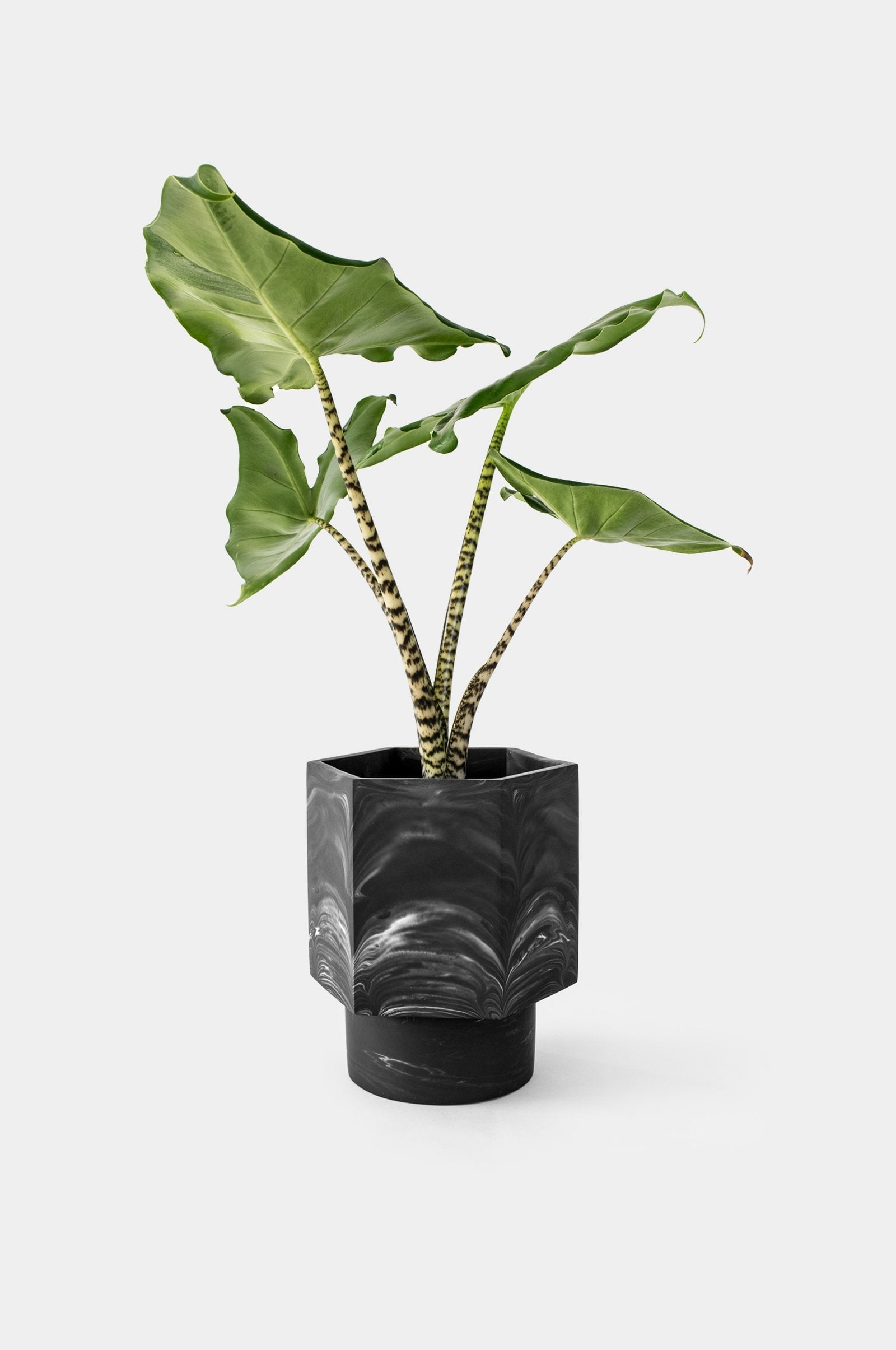 Pot Hapi Ø 12 cm - Zelfregulerend Potten en Vazen House Raccoon Zwart Marmer